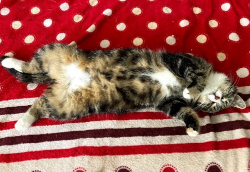 Miki