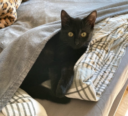 Oscar