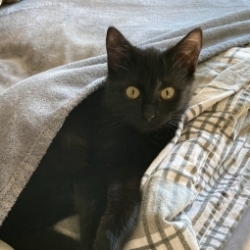 Oscar
